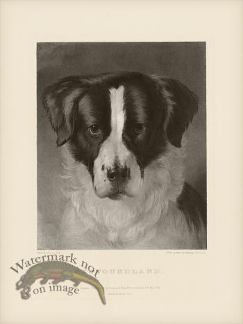 SA Dogs 06 Newfoundland